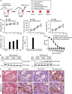 Analysis of spike protein variants evolved in a novel in vivo long-term replication model for SARS-CoV-2